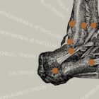 Alte Anatomie-Kunstwerke von www.educare.design