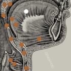 Vintage anatomy artwork from www.educare.design