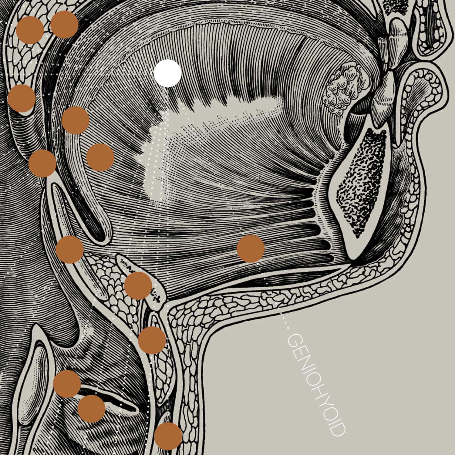 Vintage anatomy artwork from www.educare.design