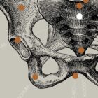 Vintage anatomy artwork from www.educare.design