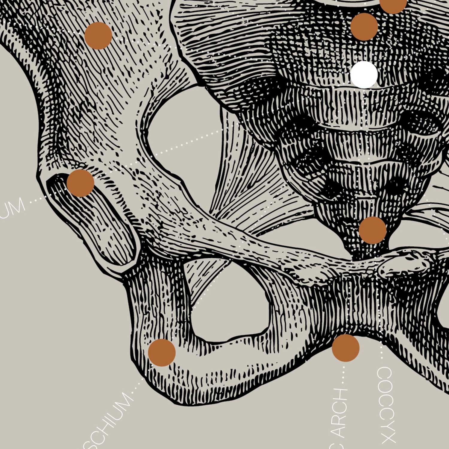 Vintage anatomy artwork from www.educare.design