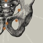 Vintage anatomy artwork from www.educare.design