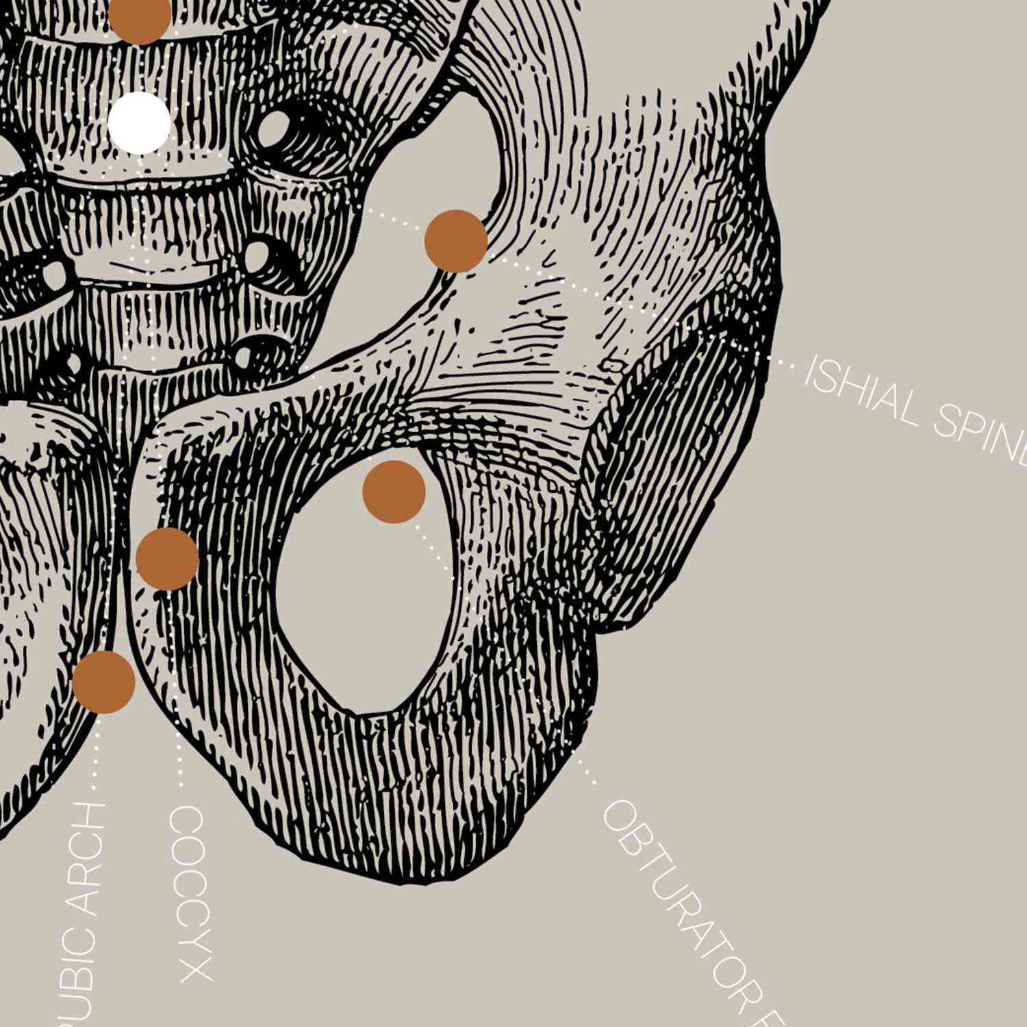 Vintage anatomy artwork from www.educare.design