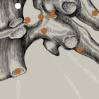 Vintage anatomy artwork from www.educare.design