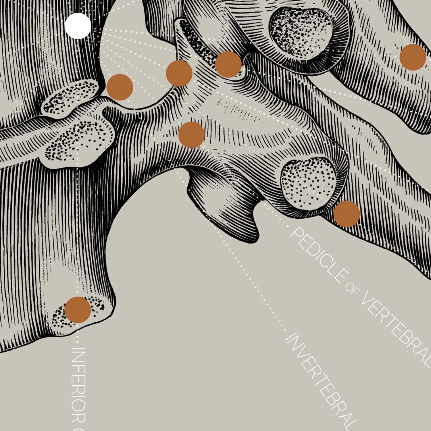 Vintage anatomy artwork from www.educare.design