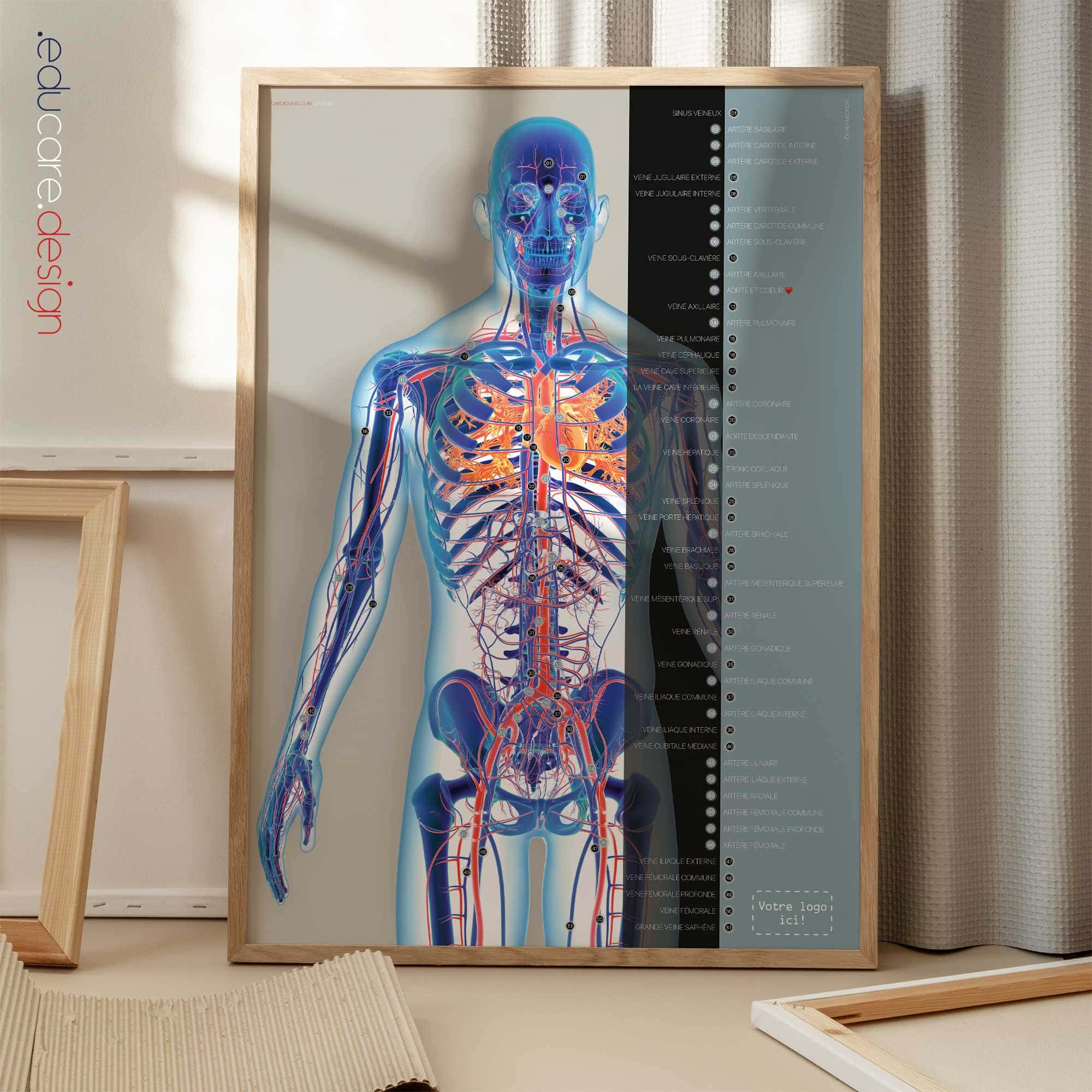 Système cardiovasculaire - dessin de educare.design