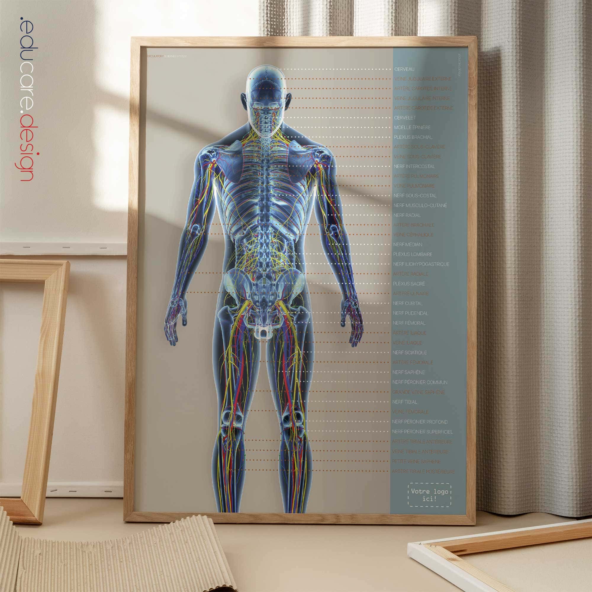 Systèmes circulatoire et nerveux. Dessin d'anatomie et de physiologie d'educare.design
