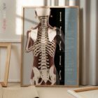 Évaluation Posturale et Scoliose planche anatomique pour cabinets et cliniques