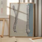 Fonction des Nerfs Spinaux planche anatomique pour cabinets et cliniques Fonction des Nerfs Spinaux planche anatomique pour cabinets et cliniques