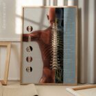 Vertebral Subluxation Complex