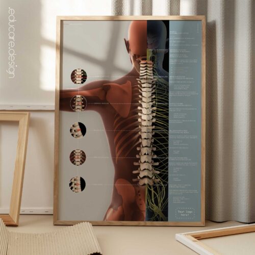 Vertebral Subluxation Complex