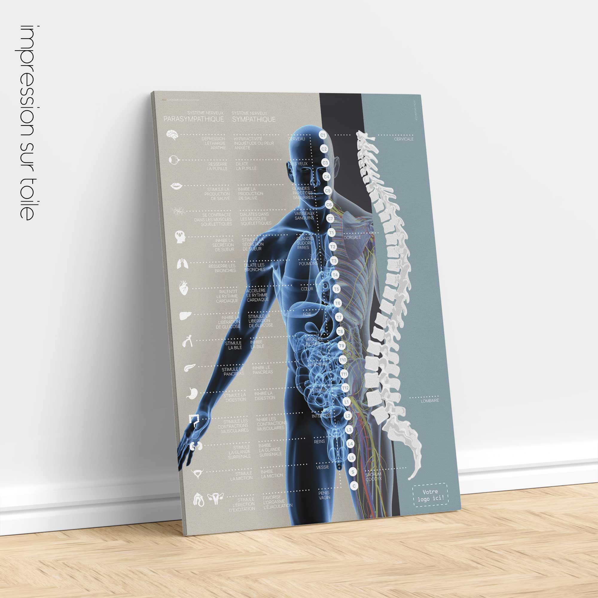 Systèm Nerveux Autonome