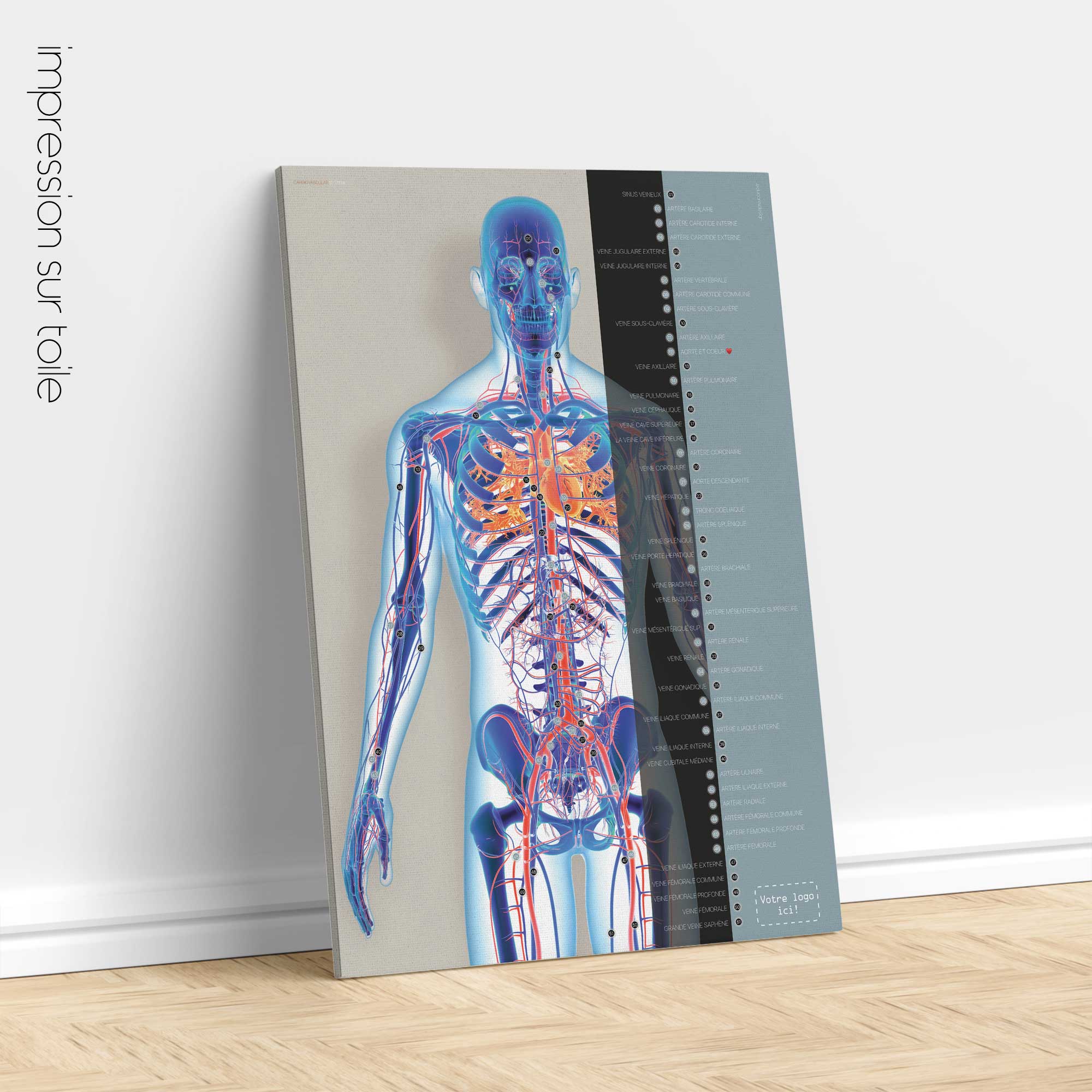 Système cardiovasculaire - dessin de educare.design