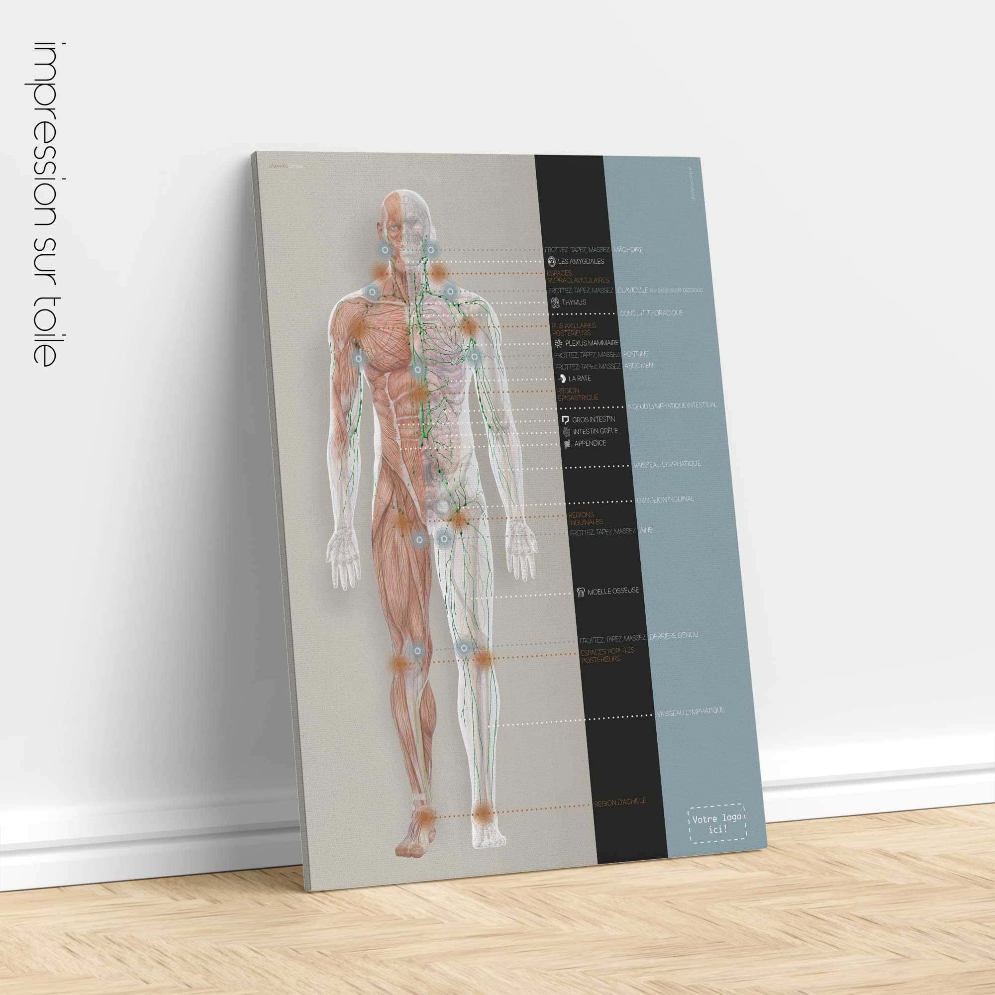 Système lymphatique, dessin d'anatomie et de physiologie de educare.design