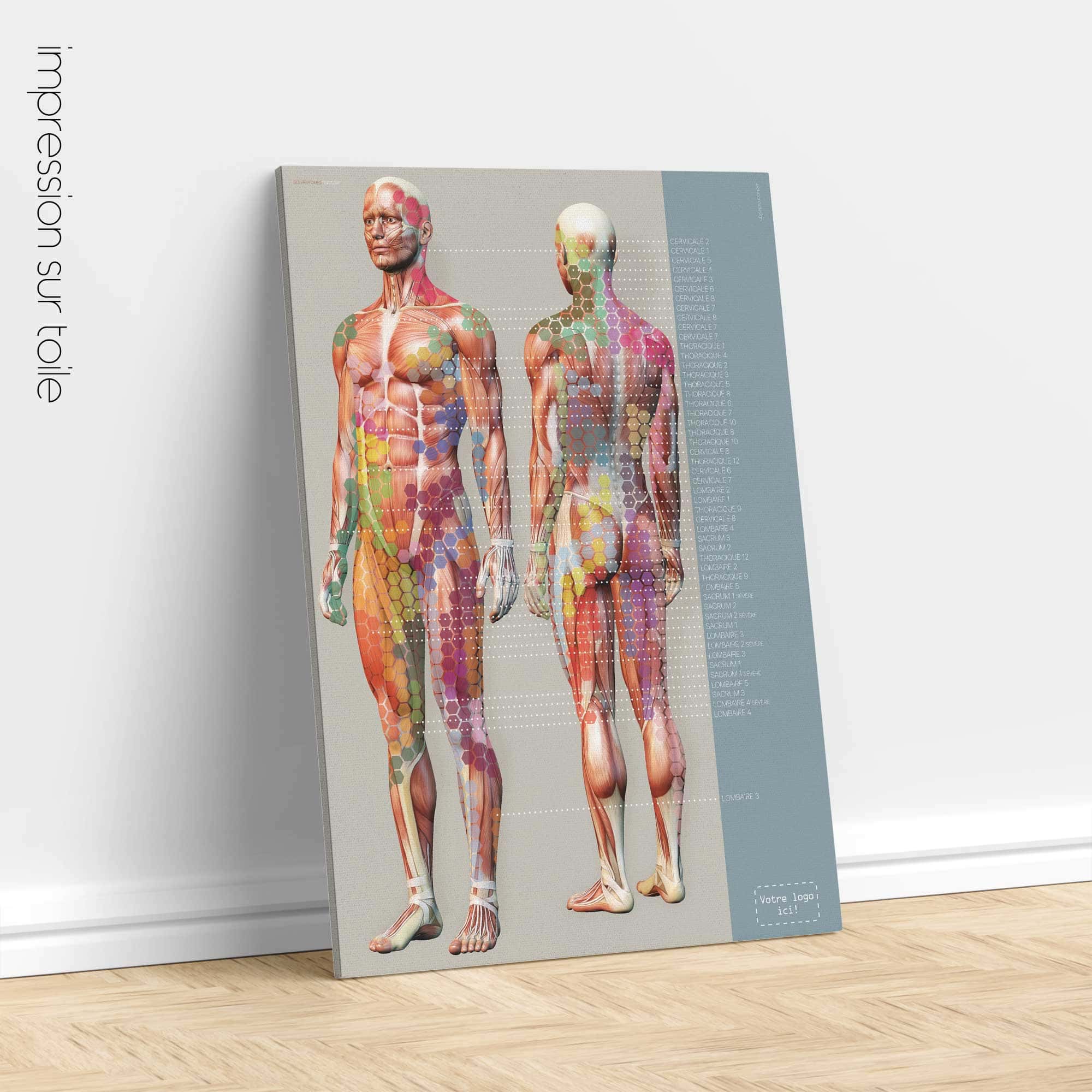 Carte de la douleur des sclérotomes. Dessin d'anatomie et de physiologie d'educare.design