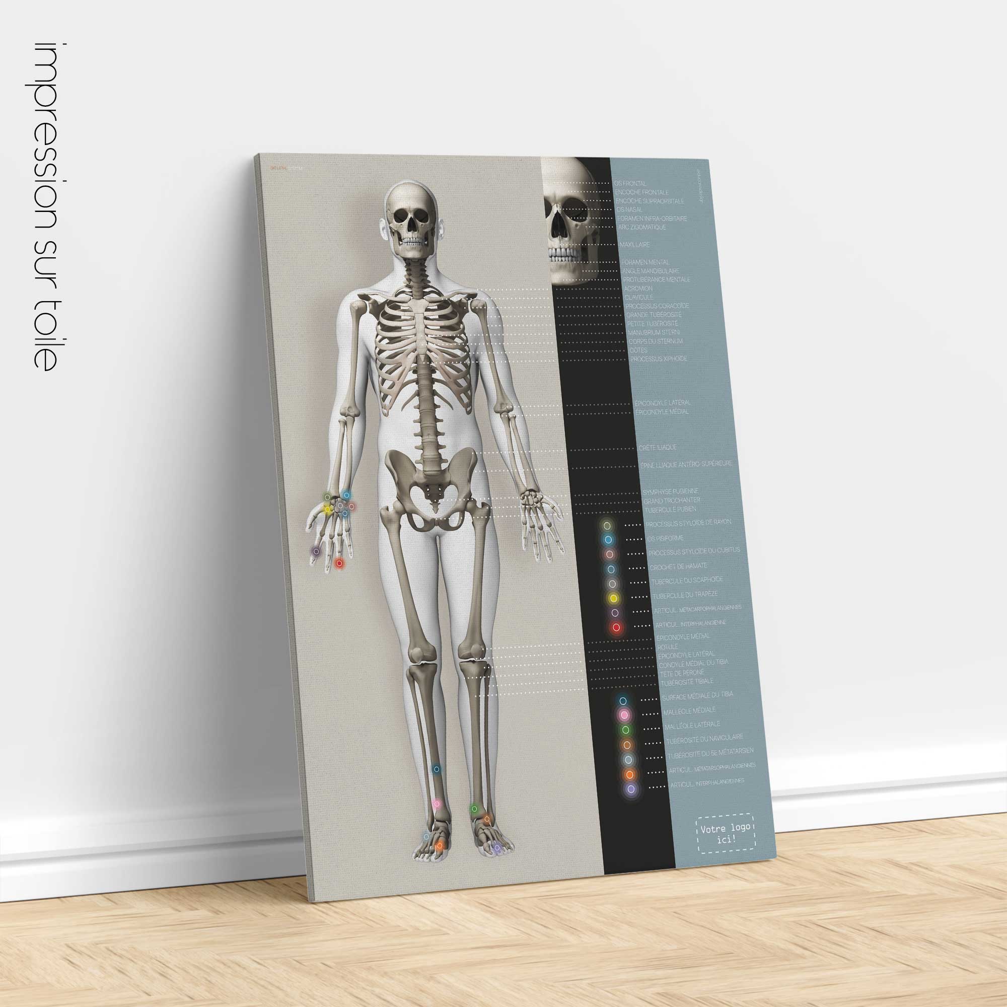 Affiche sur le système squelettique. Dessin d'anatomie et de physiologie d'educare.design