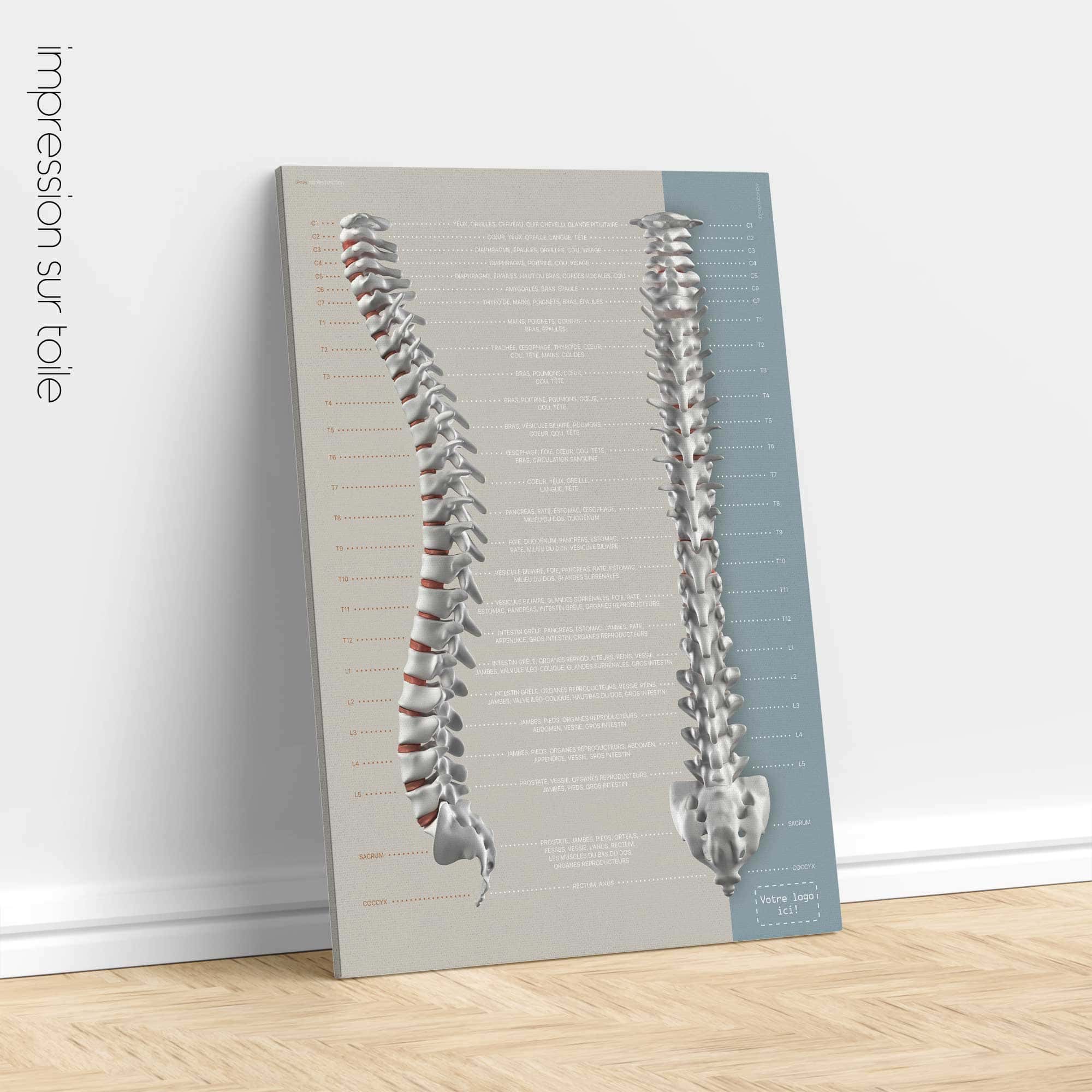 Fonction des Nerfs Spinaux