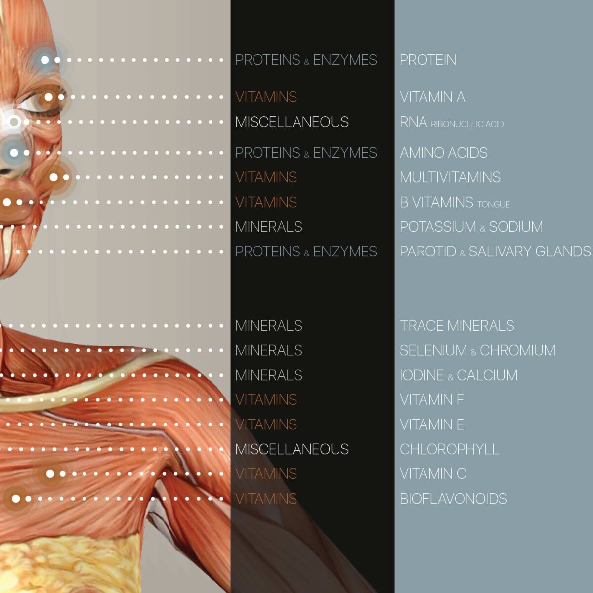 Nutritional Energy Reflex Points