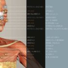 Nutritional Energy Reflex Points (NERP) anatomy chart for clinics