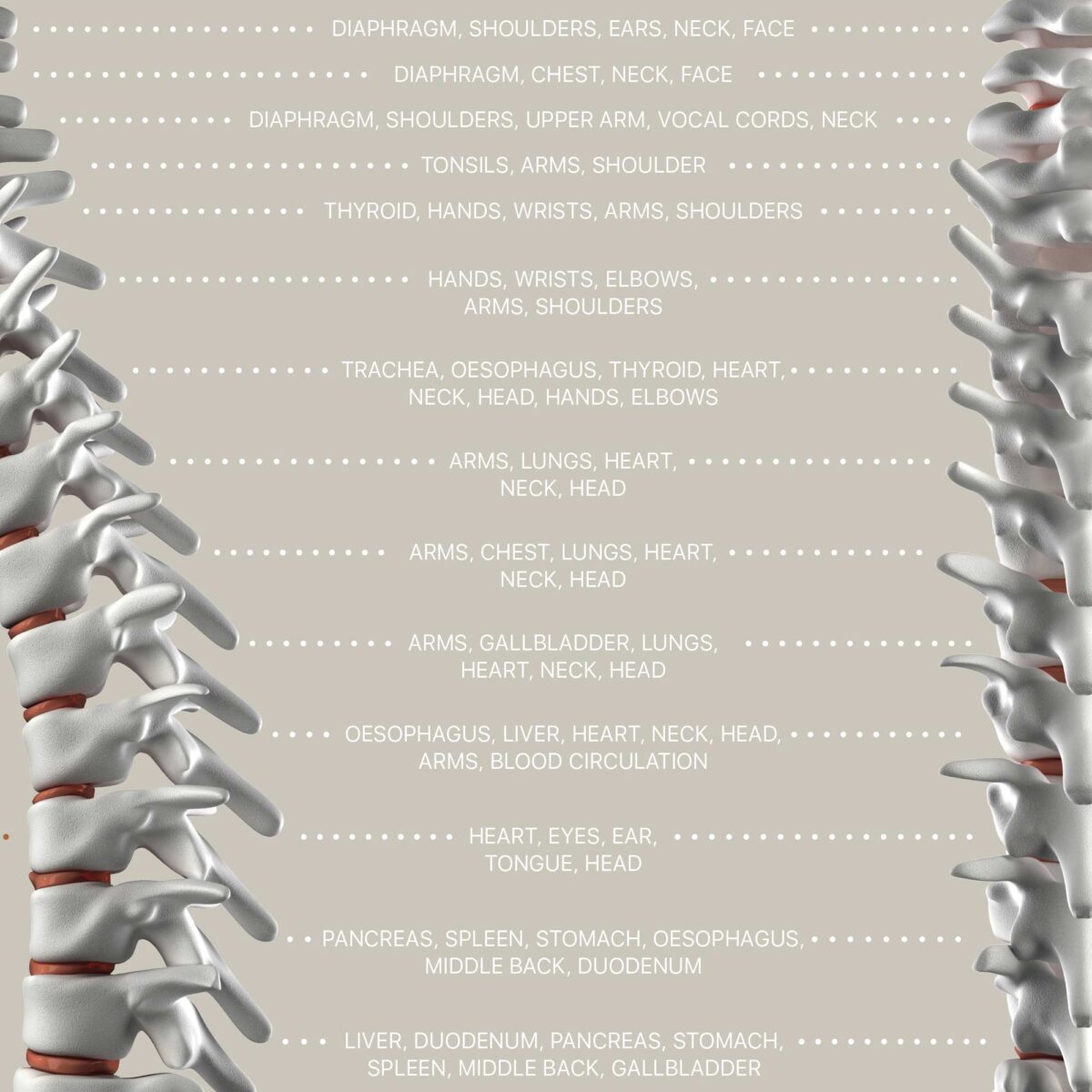 Spinal Nerves Function