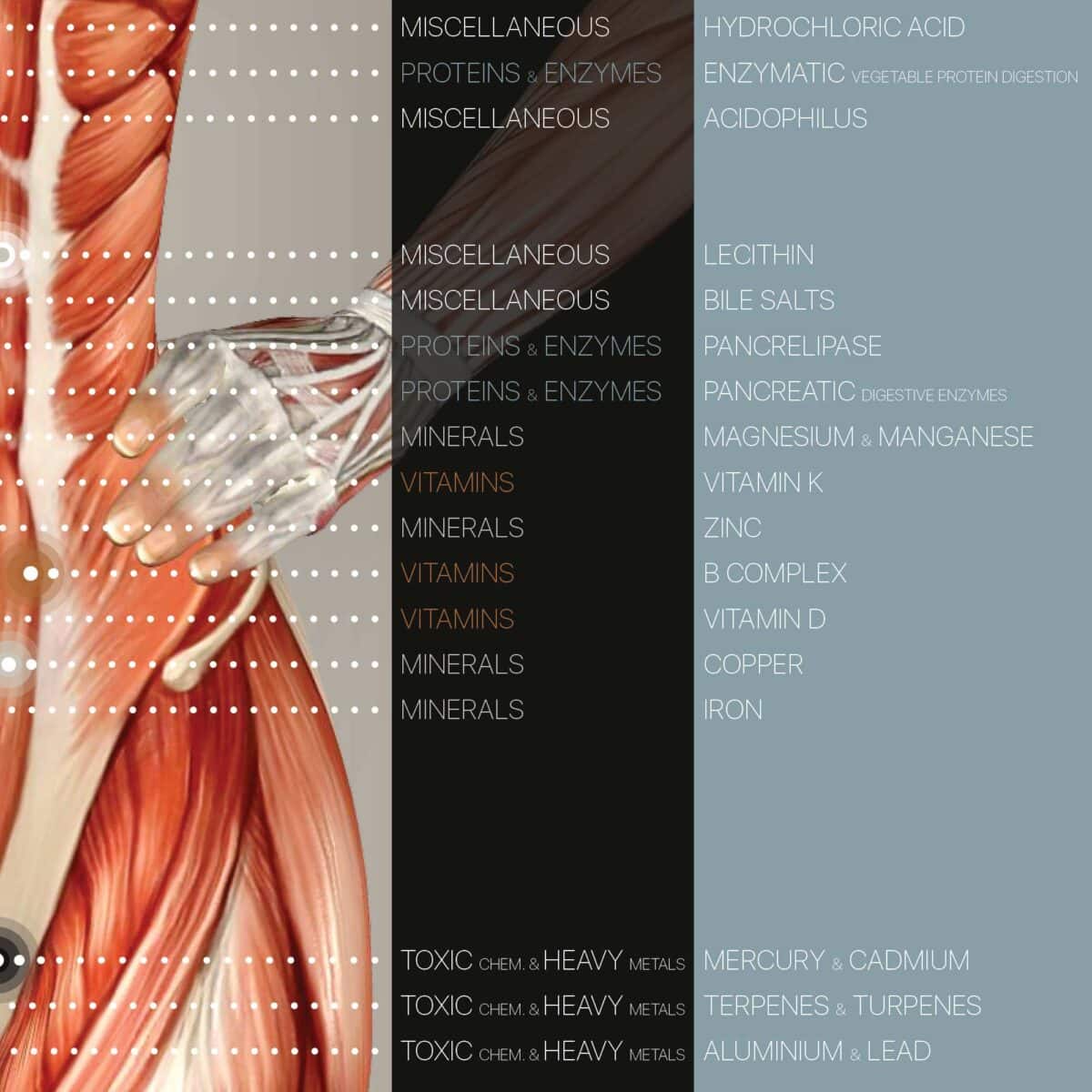 Nutritional Energy Reflex Points