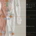 Lymphatic System anatomy chart for clinics