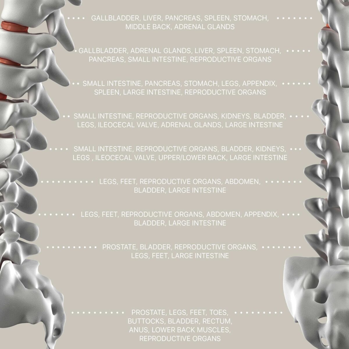 Spinal Nerves Function