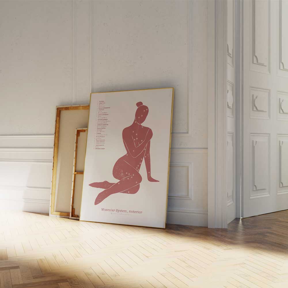 Abstract Anterior Muscular System