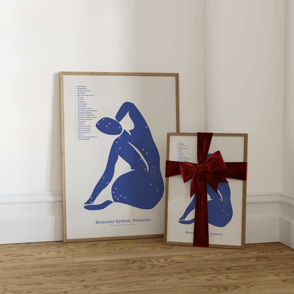 Abstract Posterior Muscular System