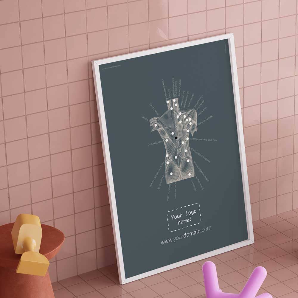 Vintage Back Muscles Anatomy