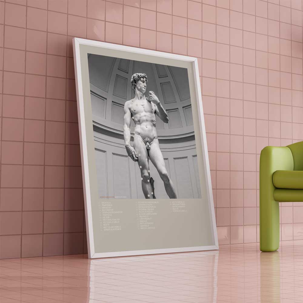 David & Anterior Muscular System