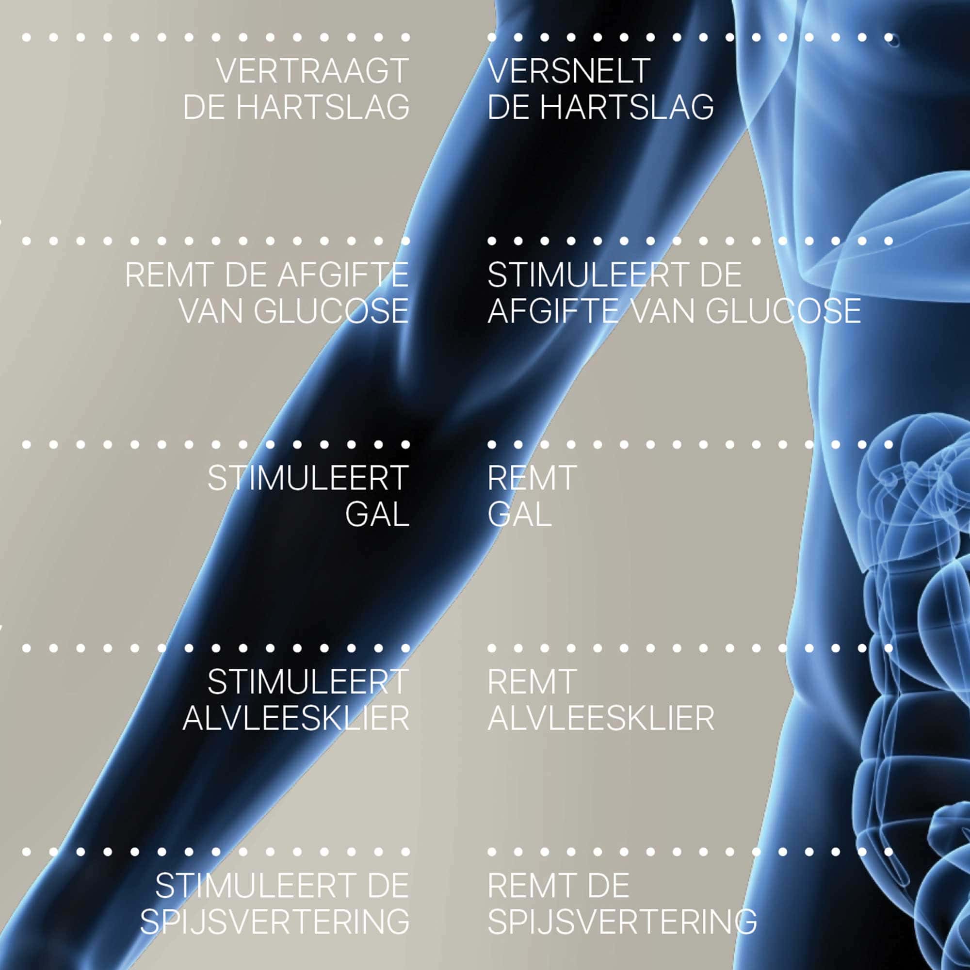 Internal Organs and Endocrine System