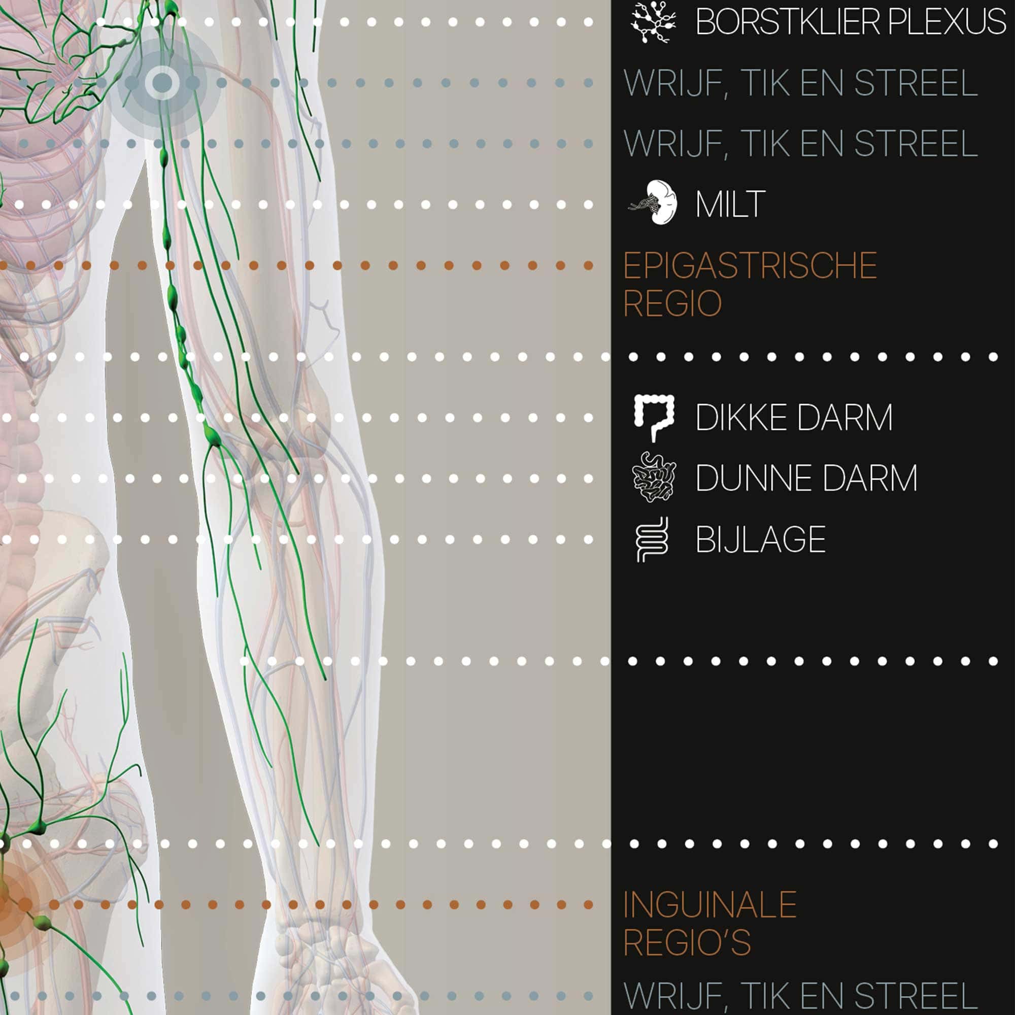 The Lymphatic System