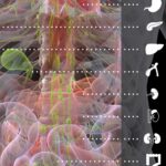 Organen en Endocriene Systeem