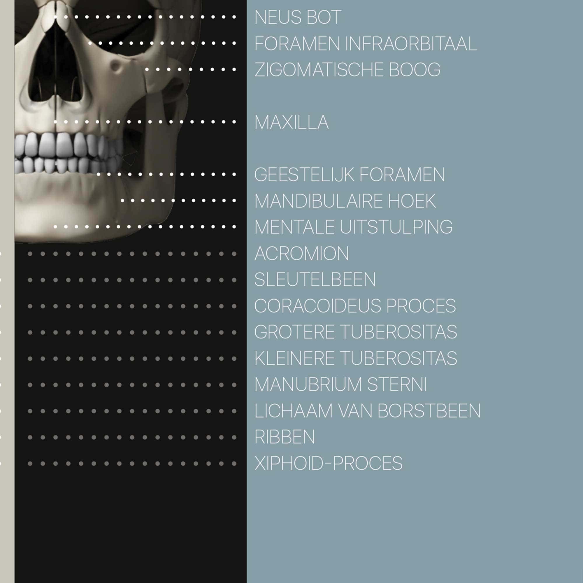 Muscle Structure and Shapes of Skeletal Muscles