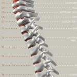 Spinale Zenuwfunctie
