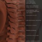 Spinal Subluxation Effects