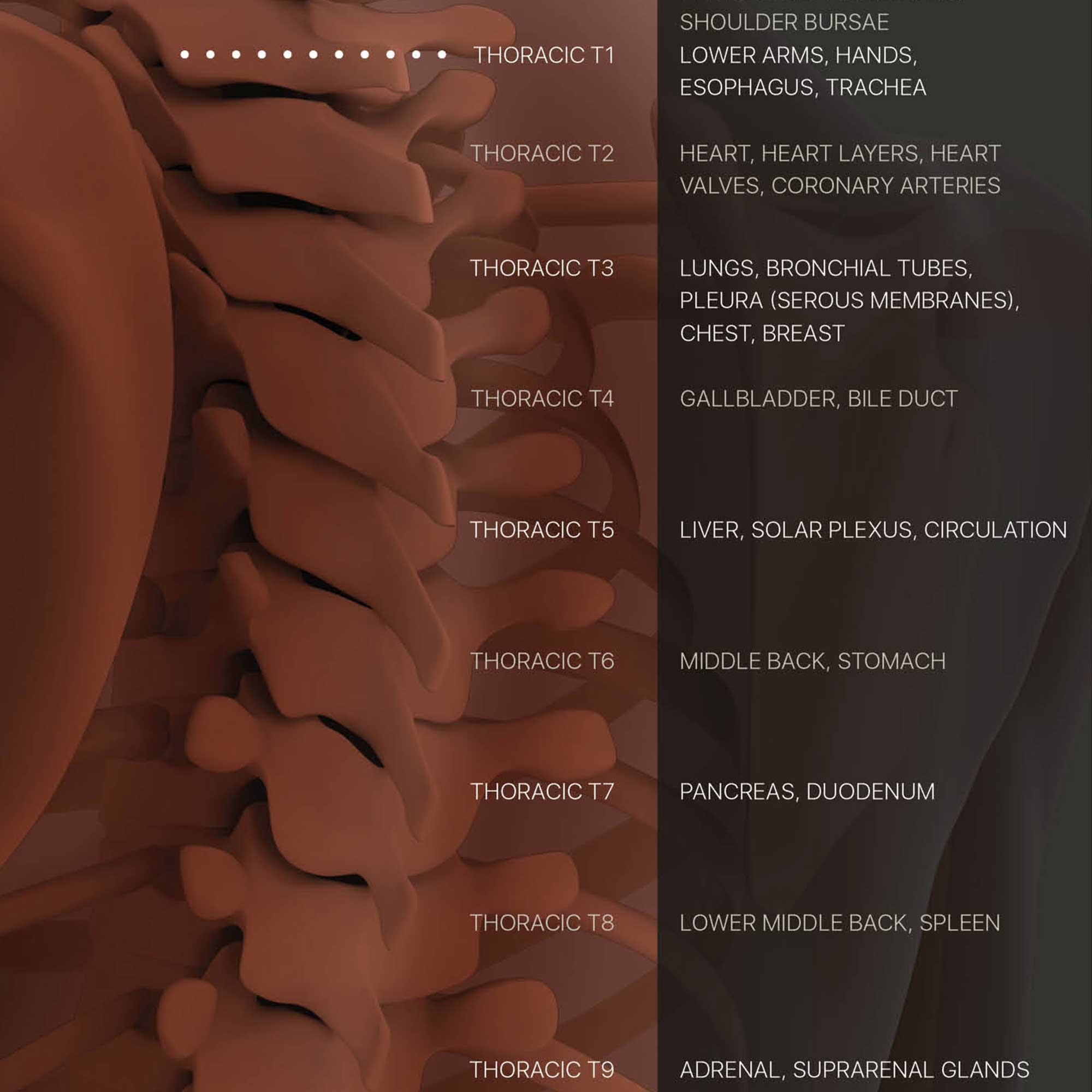 Spinal Subluxation Effects
