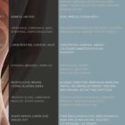 Spinal Subluxation Effects