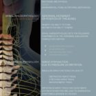 Vertebral Subluxation Complex