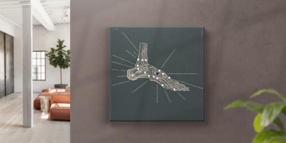 foot anatomy main – Premium Anatomy Chart by educare.design