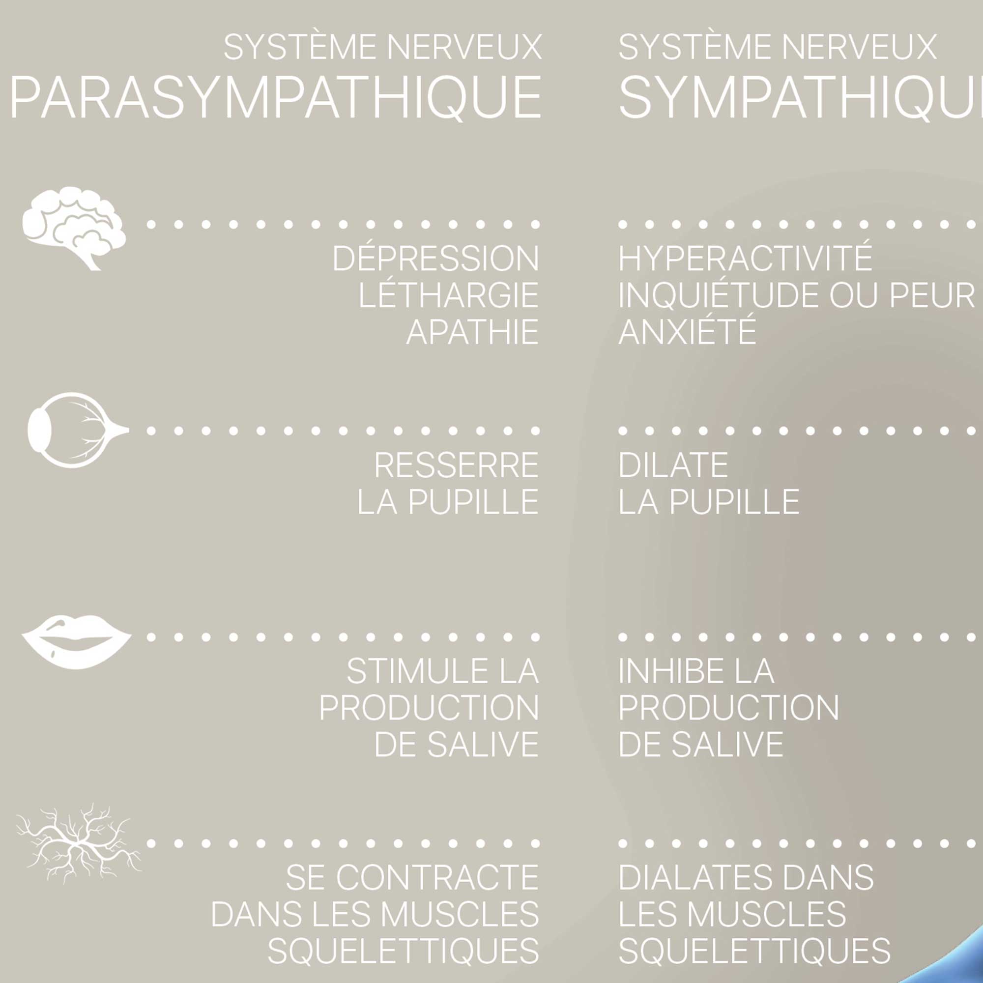 Systèm Nerveux Autonome