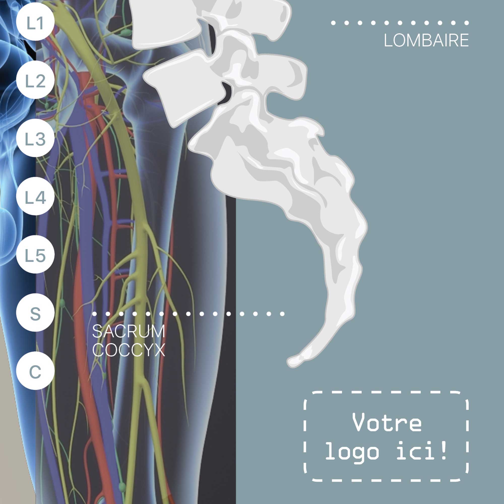 Systèm Nerveux Autonome