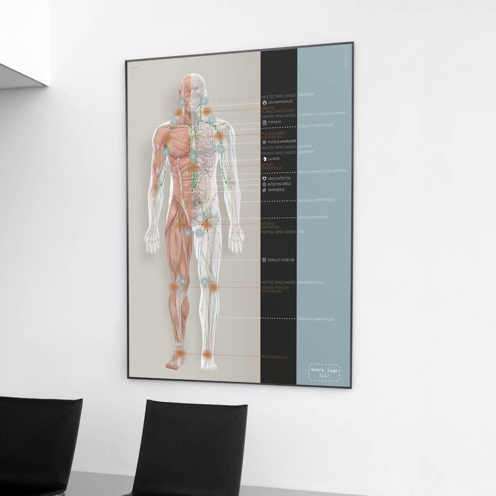 Système lymphatique