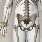 Système Squelettique