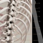 Mouvement de la Colonne Vertébrale