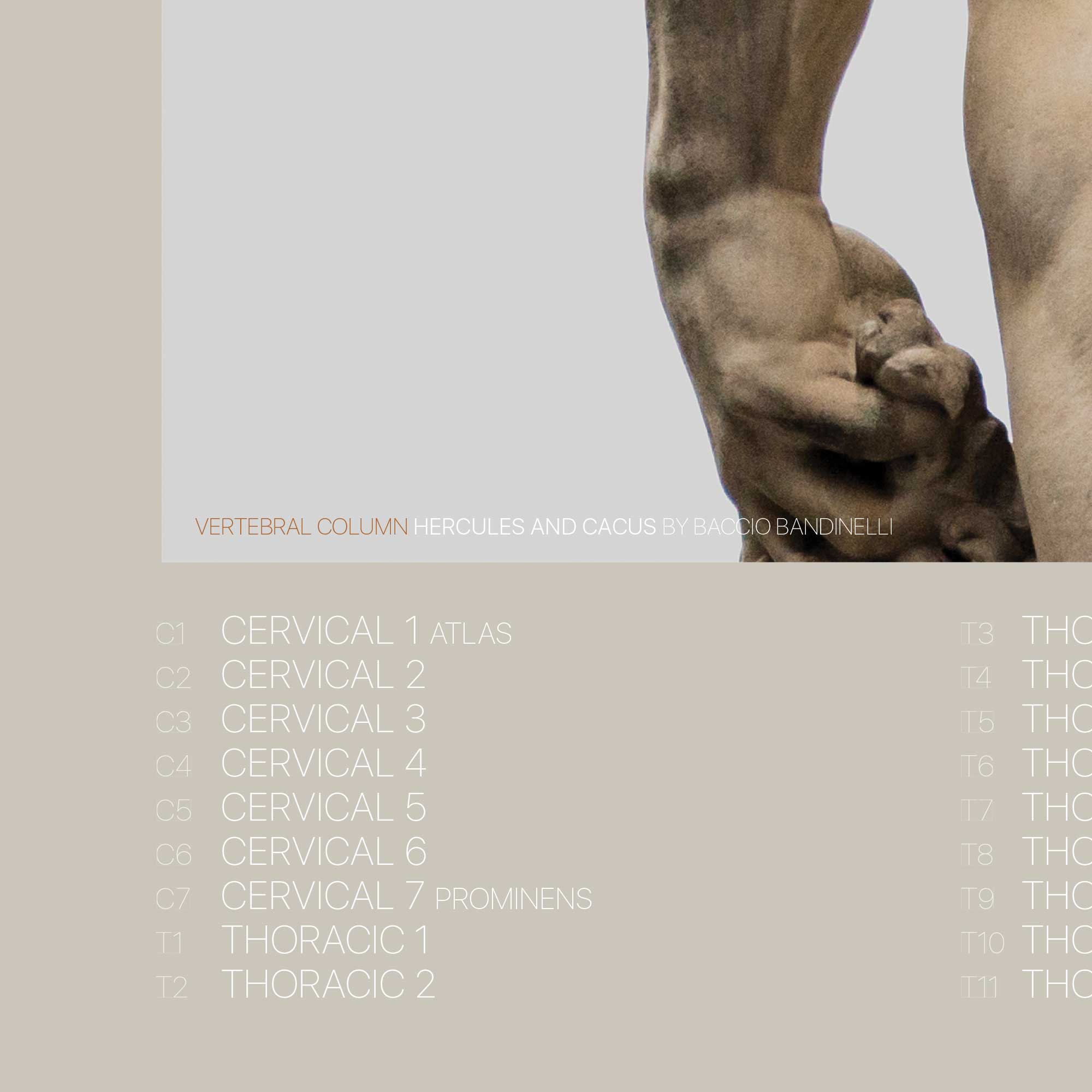 Hercules & Vertebral Column