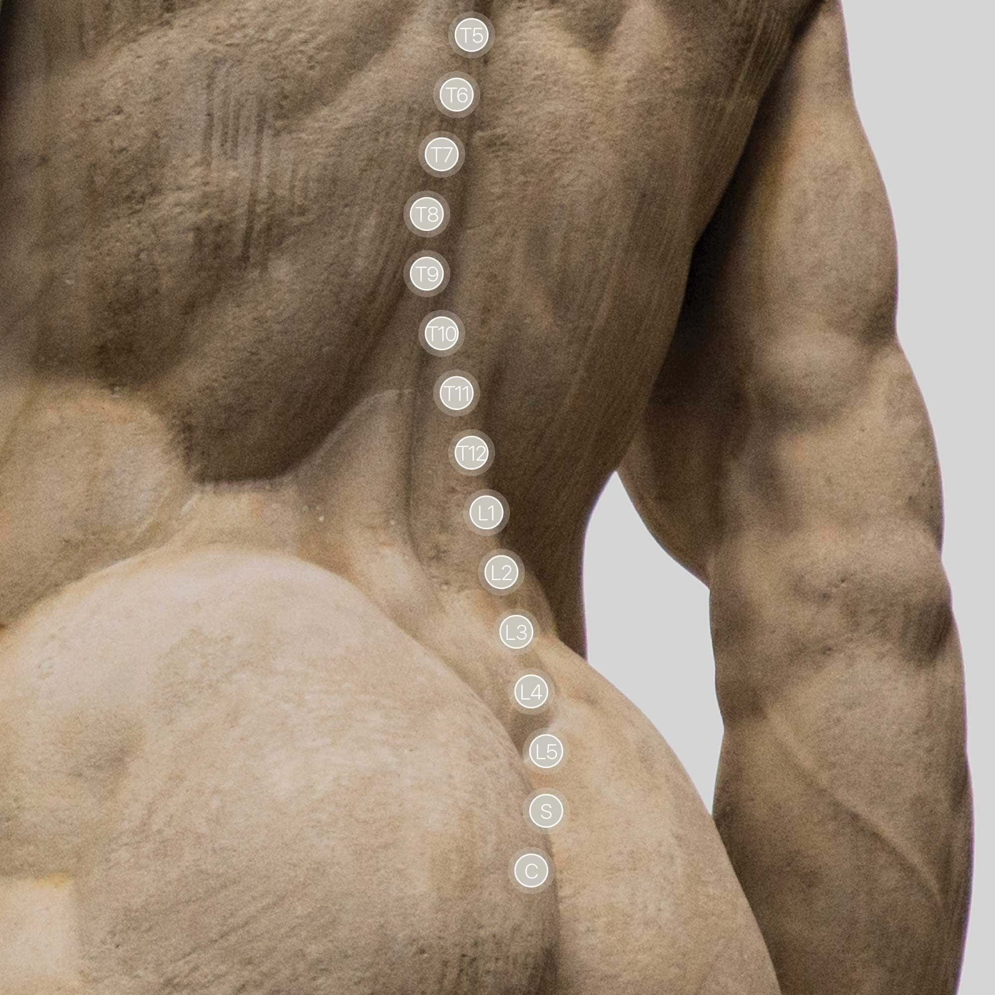 Hercules & Vertebral Column