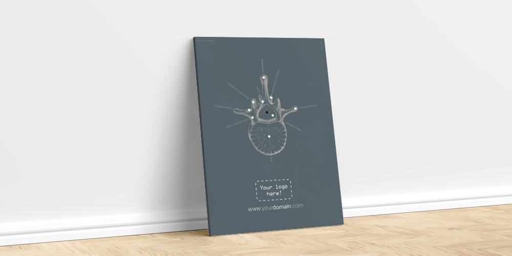 lumbar vertebrae superior main – Premium Anatomy Chart by educare.design