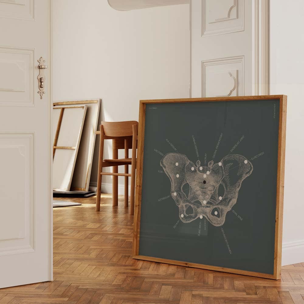 pelvis female anatomy main – Premium Anatomy Chart by educare.design